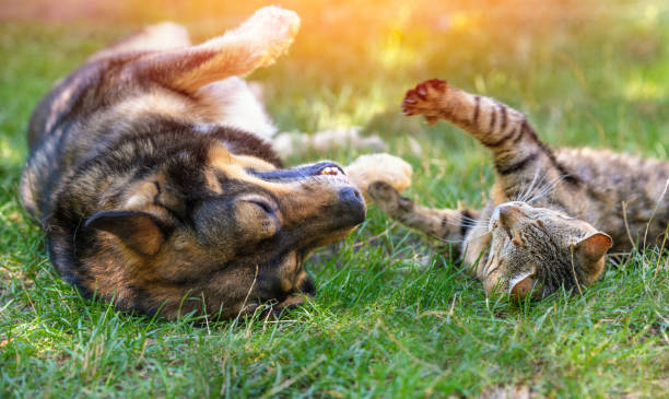The Future of Veterinary and Pet Healthcare: Learning from Human Healthcare Innovations